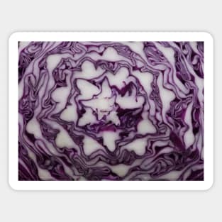 Violet cabbage Sticker